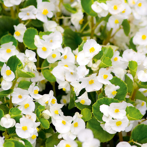 Eisbegonien "Semperflorens"