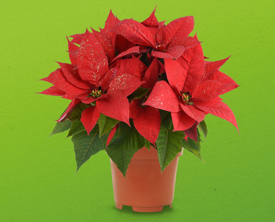 Weihnachtsstern mit Glitter