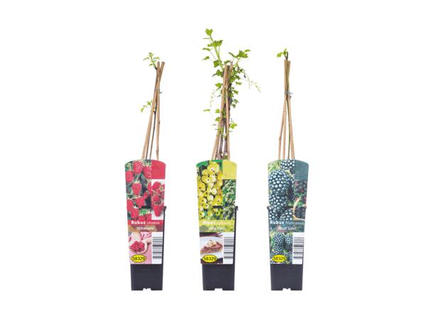 Arbustes fruitiers