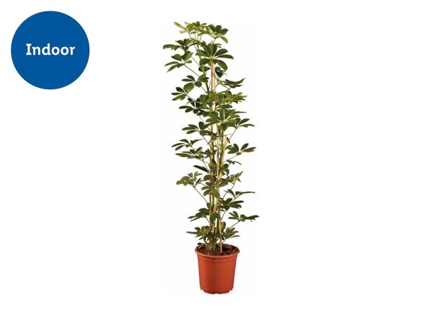 Large Green Houseplants
