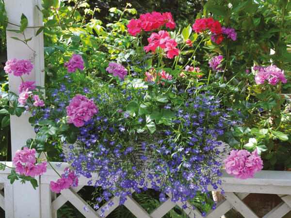 Sommerblomster i 6'er bakke
