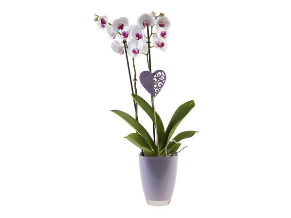 Orchid in Ceramic Pot