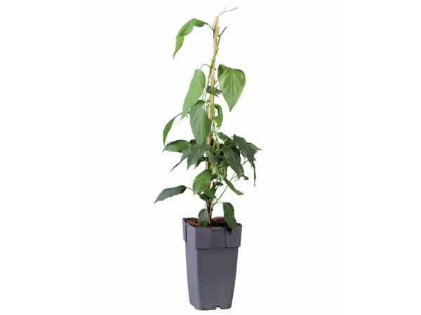 Kiwi Plants