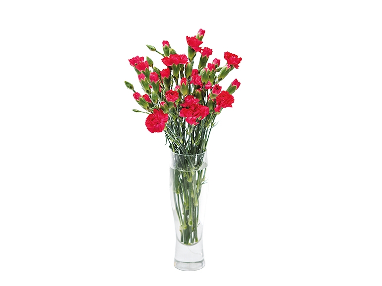 Spray Carnations