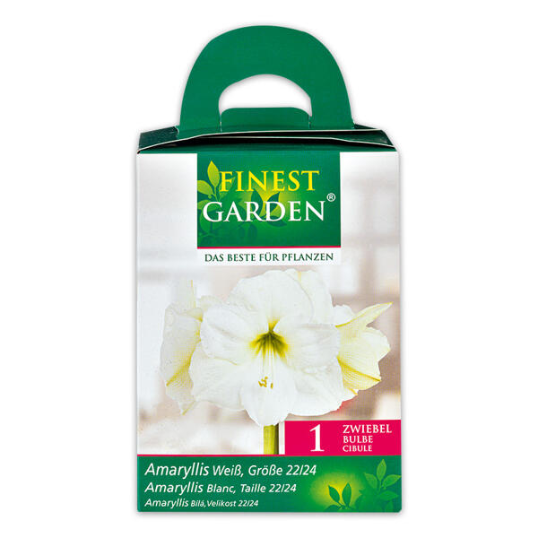 Amaryllis in Geschenkbox