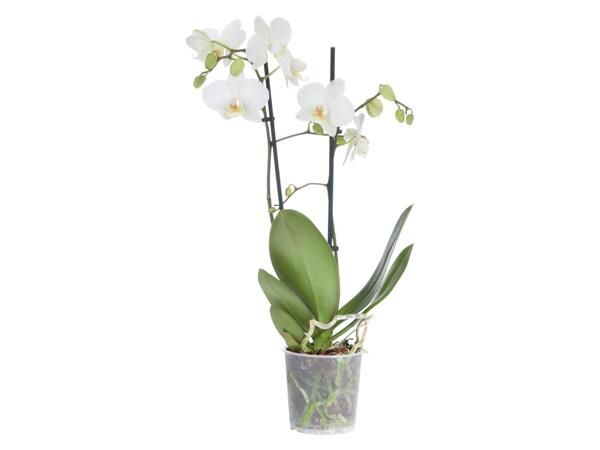 ORCHIDEJ