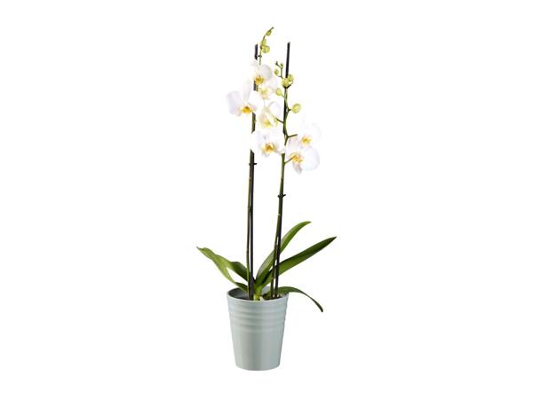 Orchids In Ceramics