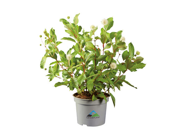 Plante spéciale abeilles "Cephalanthus"