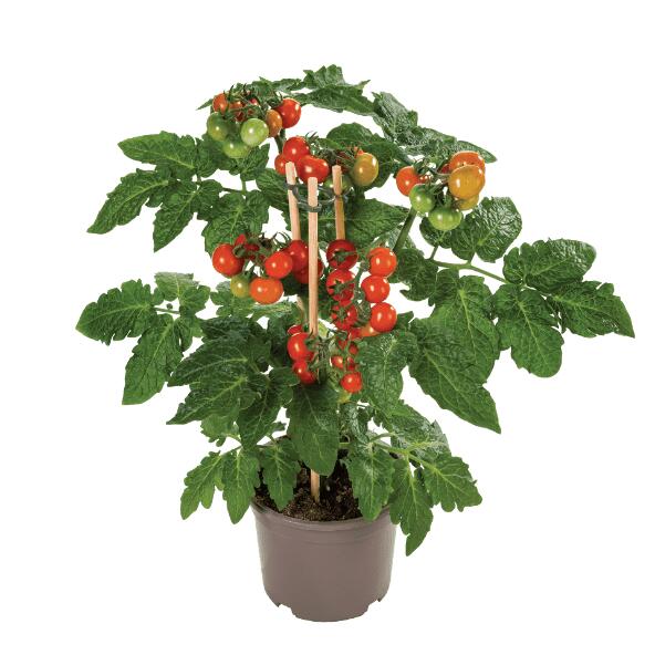 Groenteplant