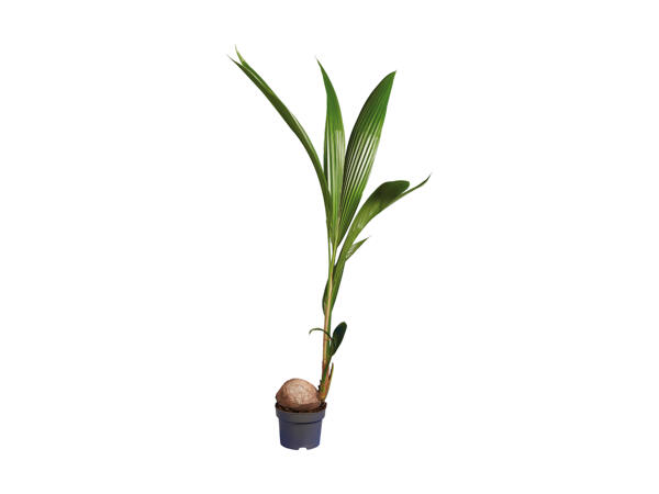 Kokospalme
