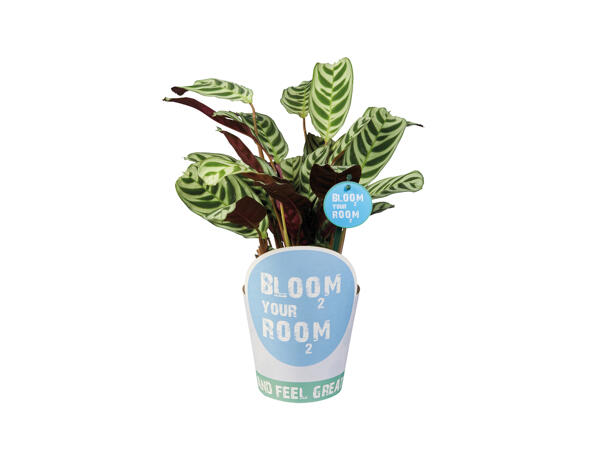 Green Plants "Bloom your Room"