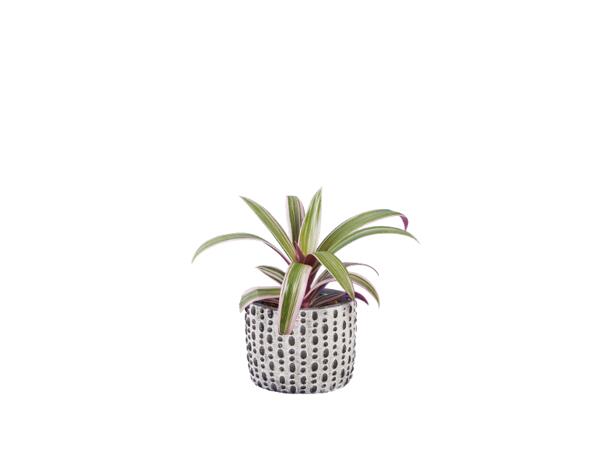 Green Plants