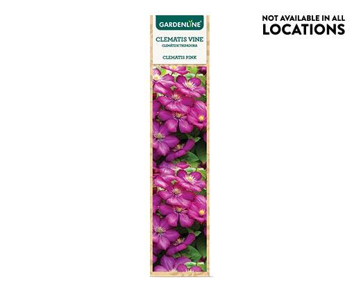 Gardenline 
 Clematis Flowering Vine Assorted Varieties