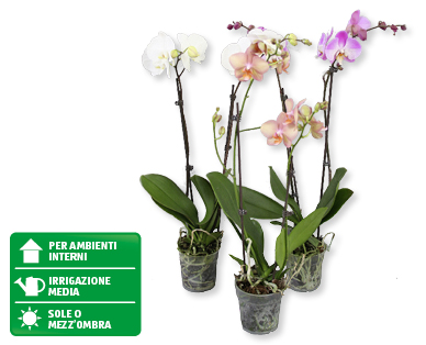 Phalaenopsis