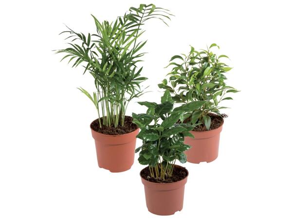 Green plants