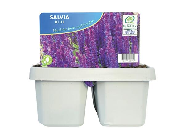 Jumbo Salvia
