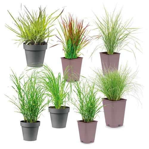 Winterhartes Ziergras