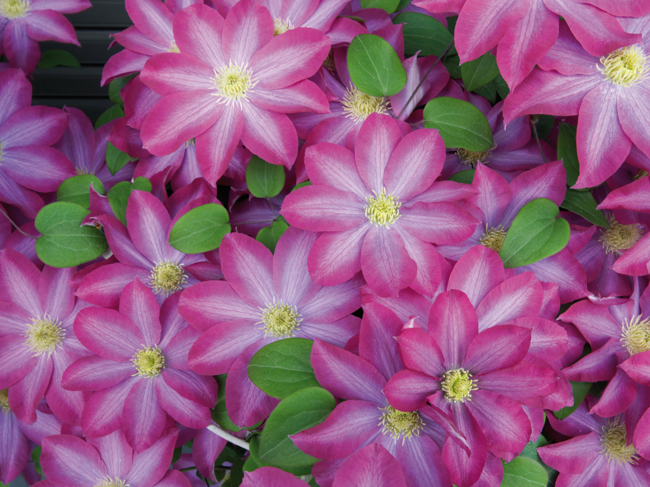 Clematis am Spalier