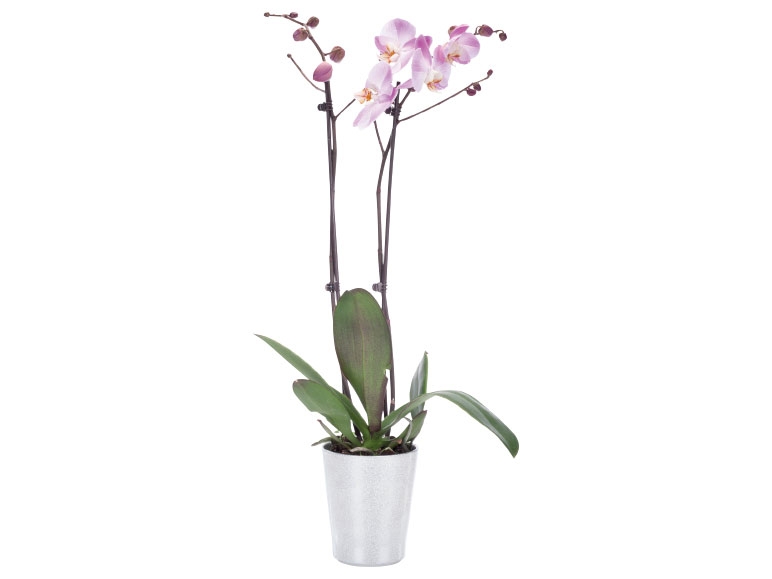 Twin Stem Orchid