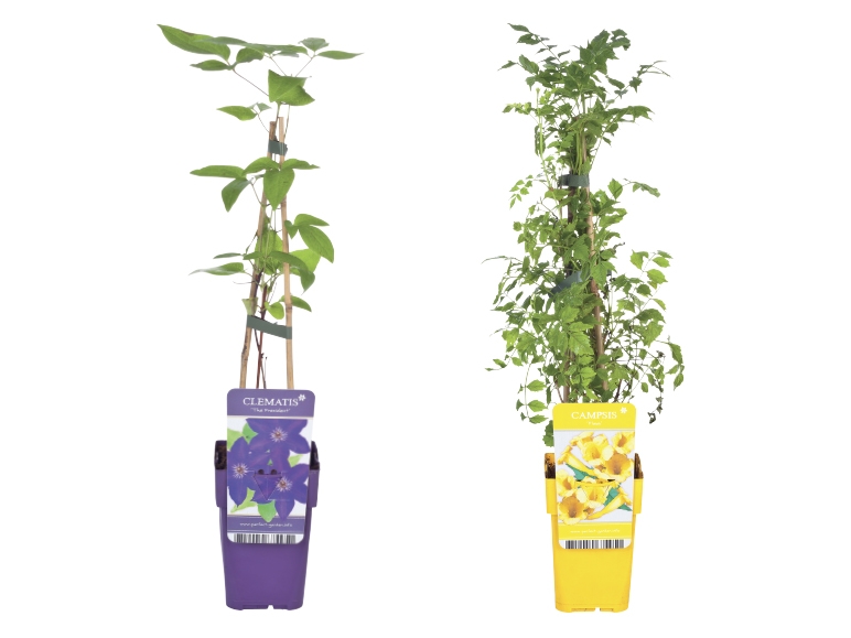 Assorted Climbing Plants