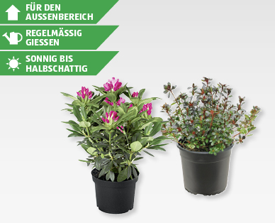 Rhododendron/Azaleen