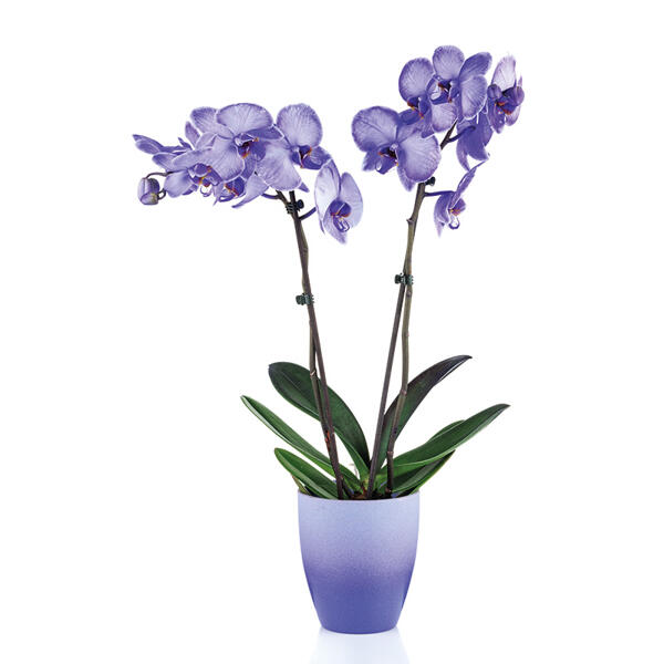 "Wonder Mix" Orchidee