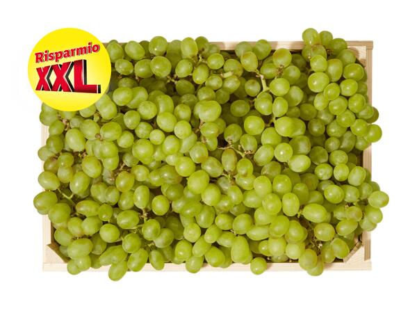 Uva bianca XXL