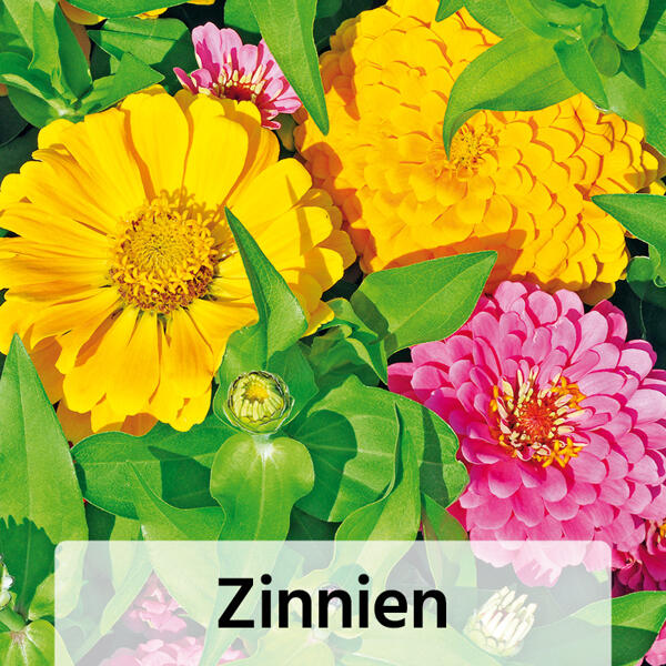 Farb-Akzente für Gartenfreunde