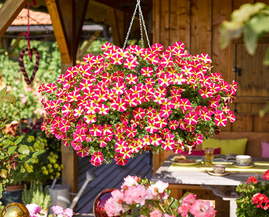 Balkonblumen-Ampel