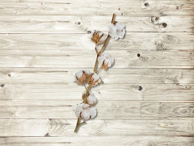 Branche de fleur de coton (dès le 14.1.)