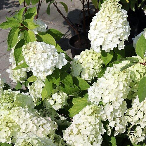 Arbusti da fiore bassi (blu, bianco, giallo)