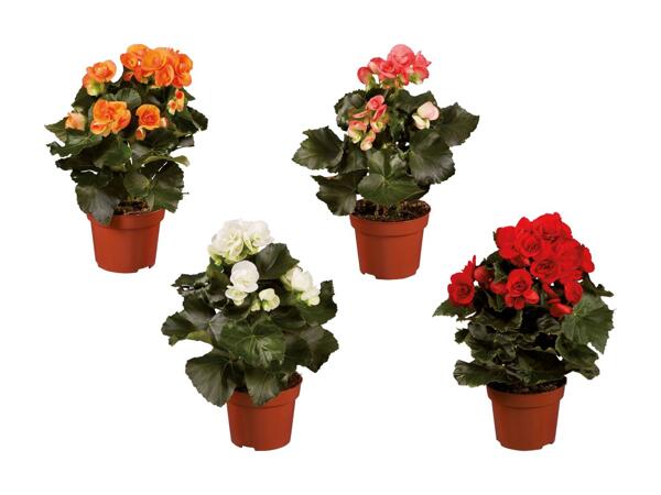 Begonia
