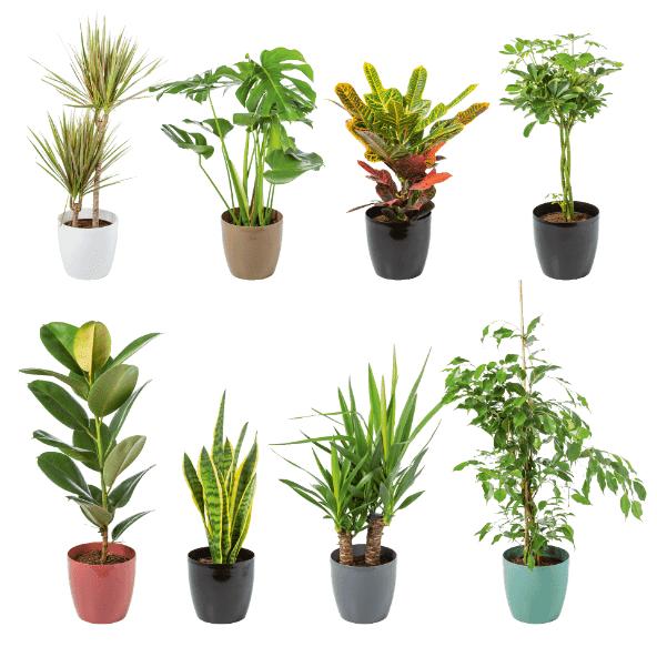 Solitairplant