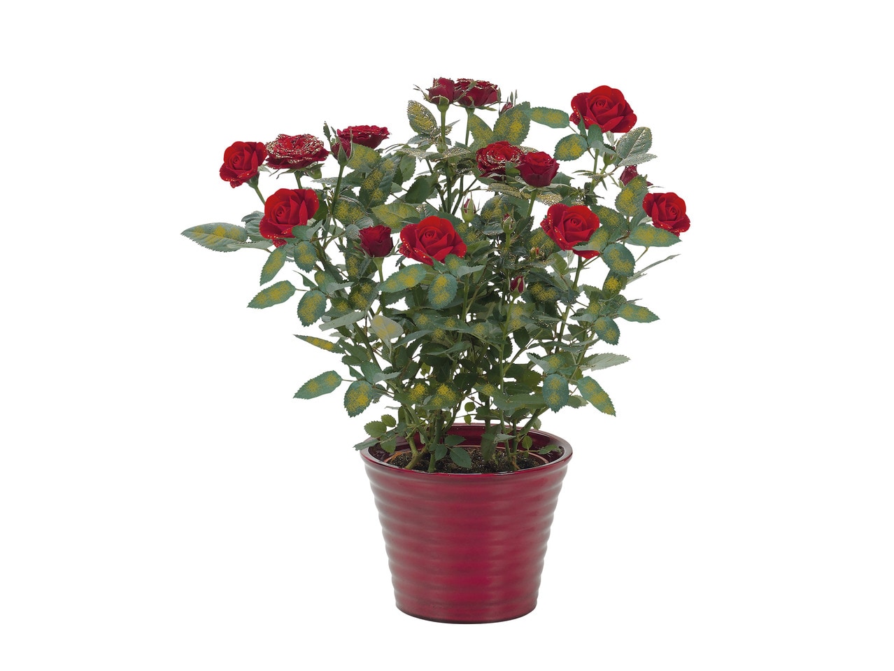 Glittered Roses1