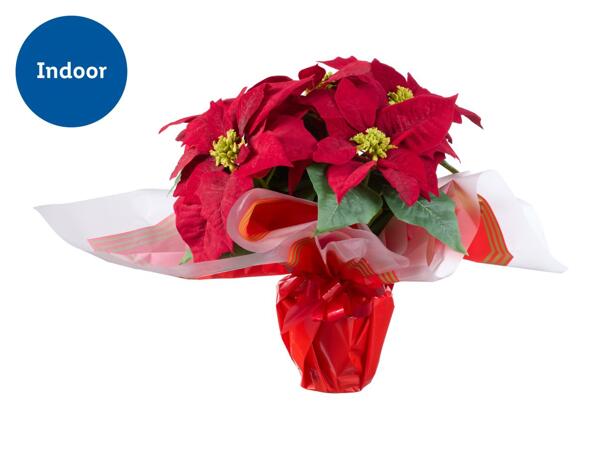 Large Poinsettia in Gift Wrap