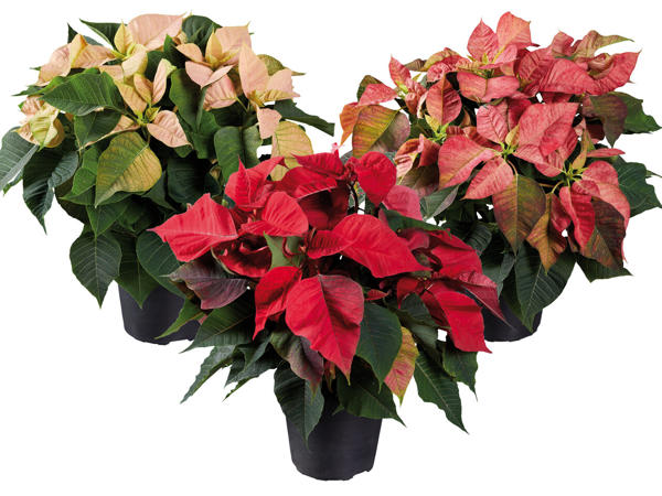 Weihnachtsstern Deluxe