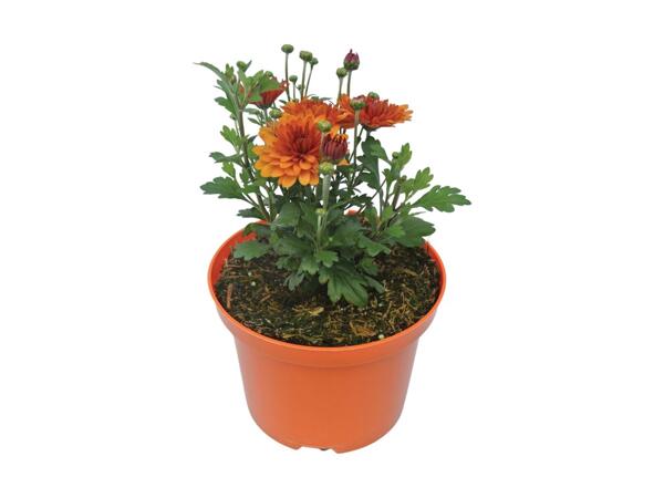 Chyrsanthemum Mix
