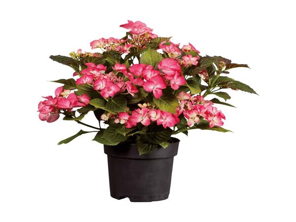 Havehortensia