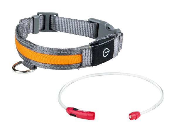 LED-Hundeleuchtband/​LED-Hundehalsband