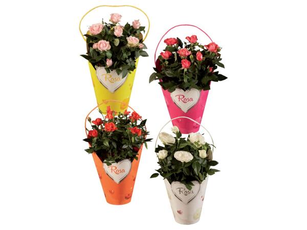 Roses in a decorative pack