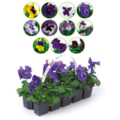 Violettes, 10 pcs