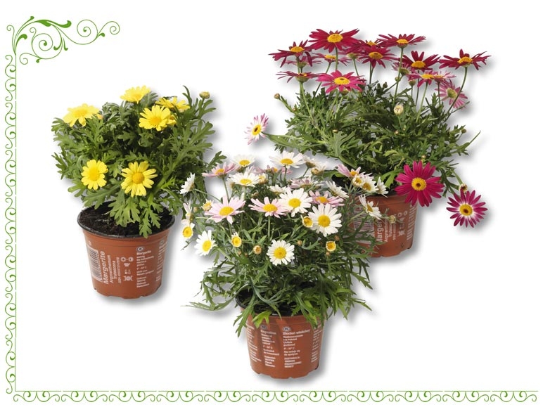 Marguerites en pot (dès 2.6.)