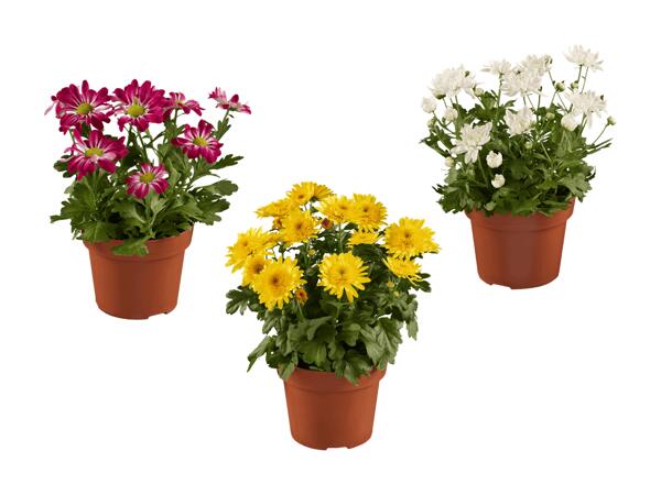 Chrysanthème "Elle fleur"