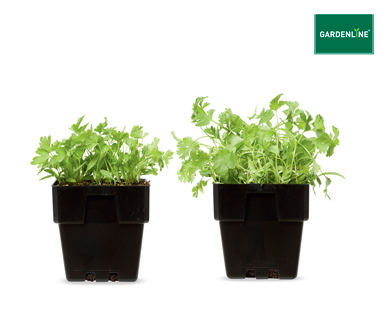 ASSORTED SEEDLINGS 100MM