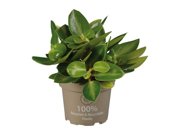 Peperomia Mix