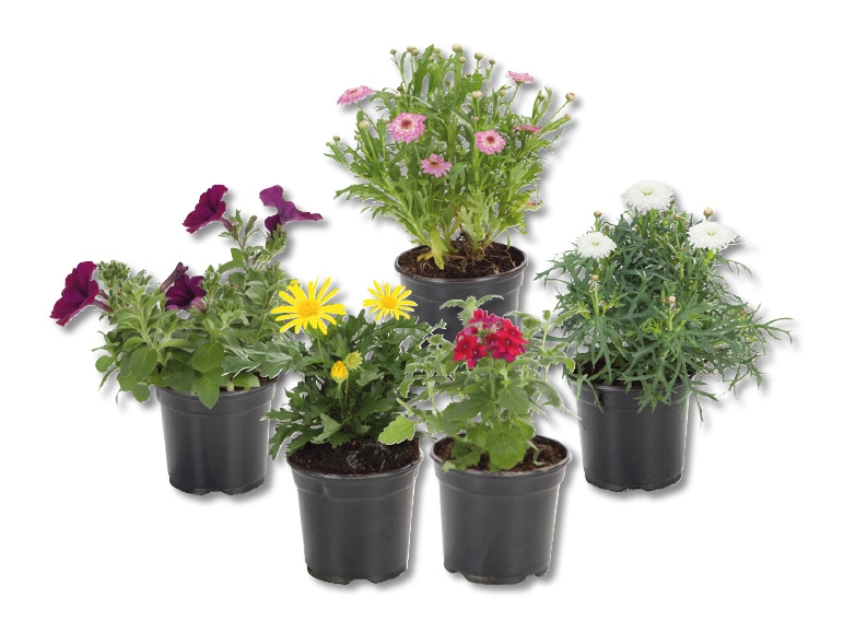 Plantes de parterre