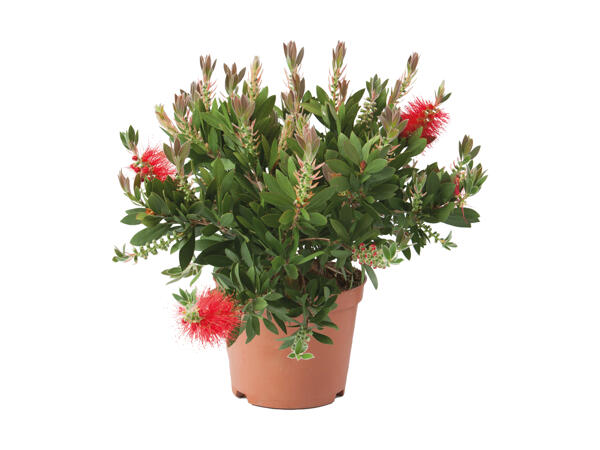Callistemon