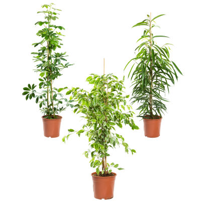 Solitærplanter