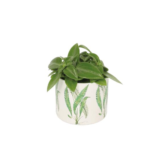 GARDENLINE(R) 				Mix de Plantas em Vaso Decorativo