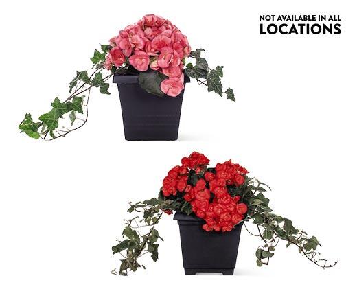 8" Patio Planter Assorted Varieties